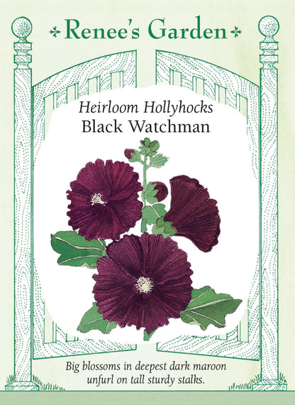 Heirloom Hollyhocks - Black Watchman