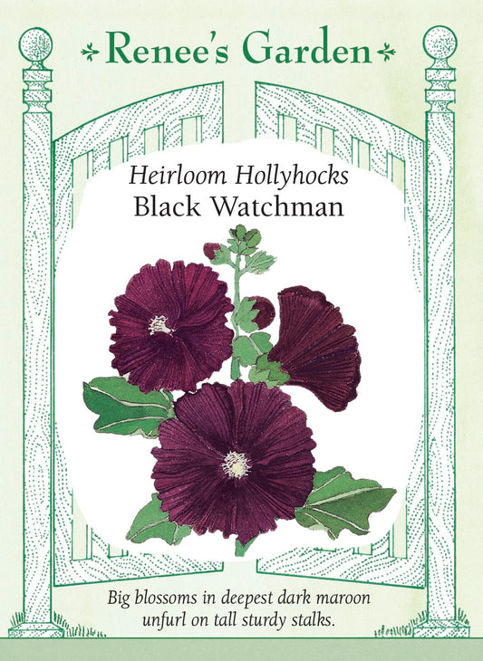 Heirloom Hollyhocks - Black Watchman