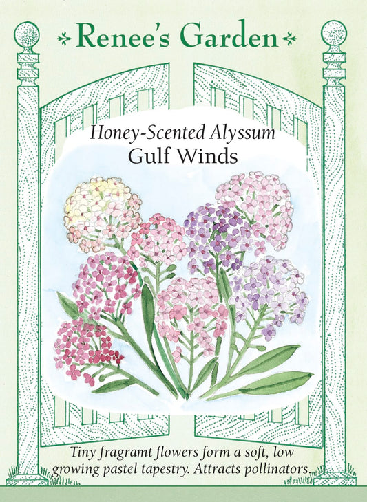 Honey-Scented Alyssum - Gulf Winds