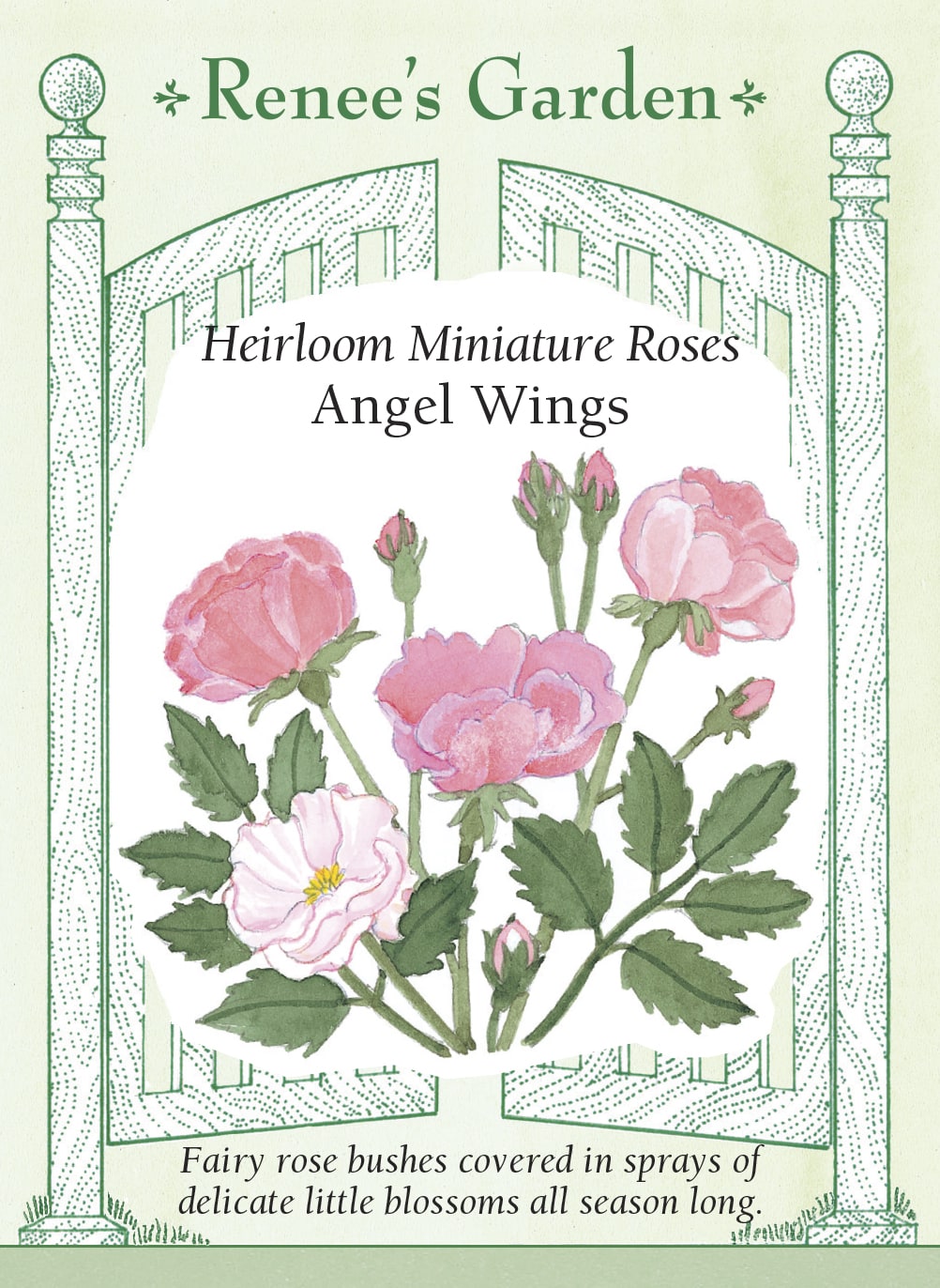 Heirloom Miniature Roses - Angel Wings