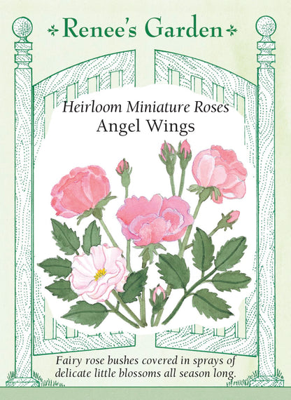 Heirloom Miniature Roses - Angel Wings