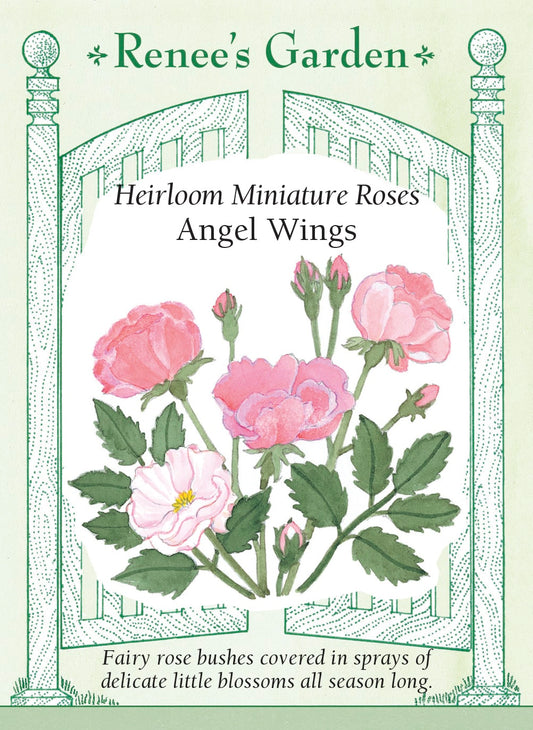 Heirloom Miniature Roses - Angel Wings