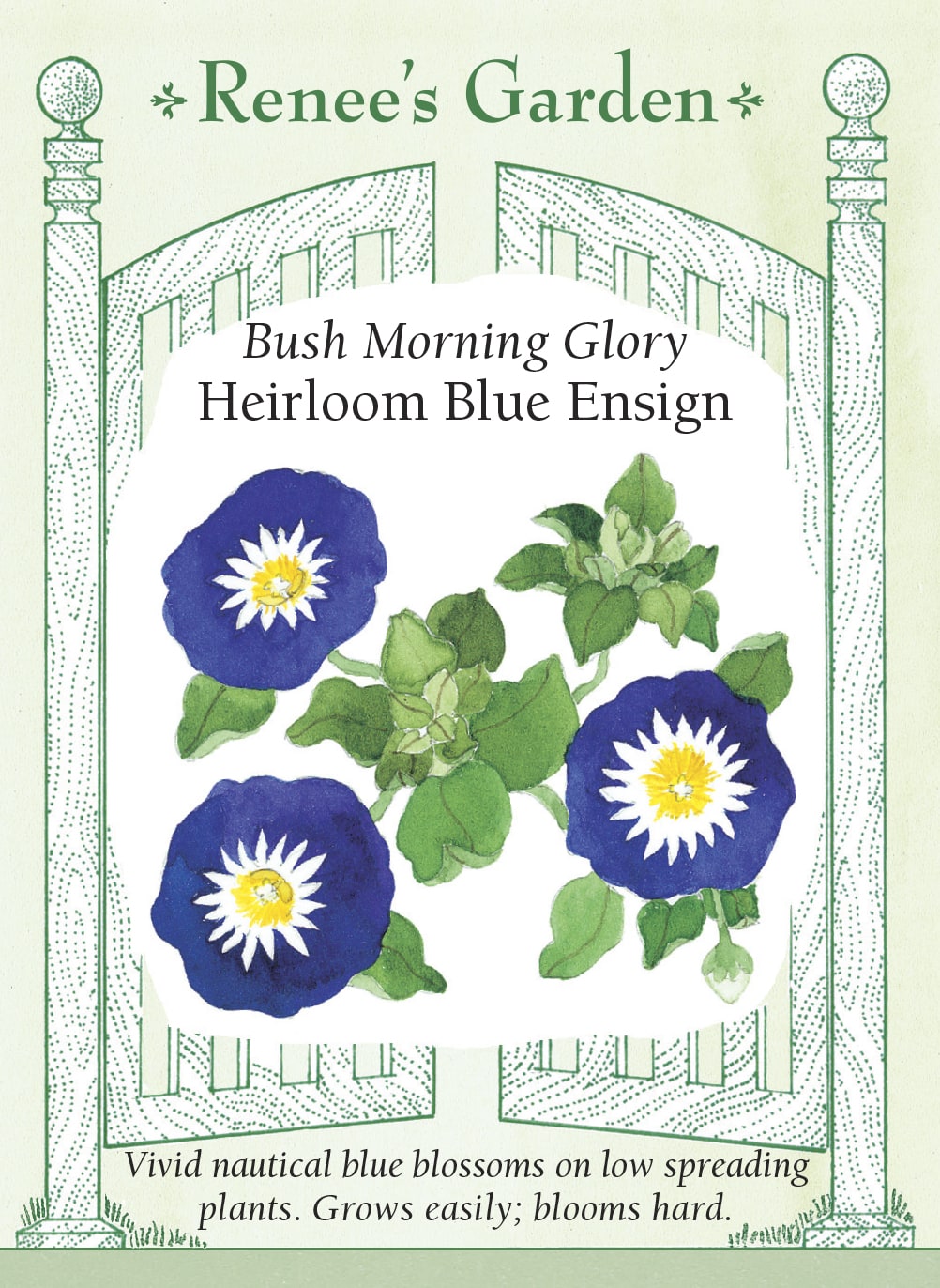 Bush Morning Glory - Heirloom Blue Ensign