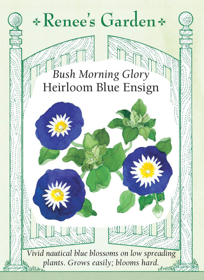 Bush Morning Glory - Heirloom Blue Ensign