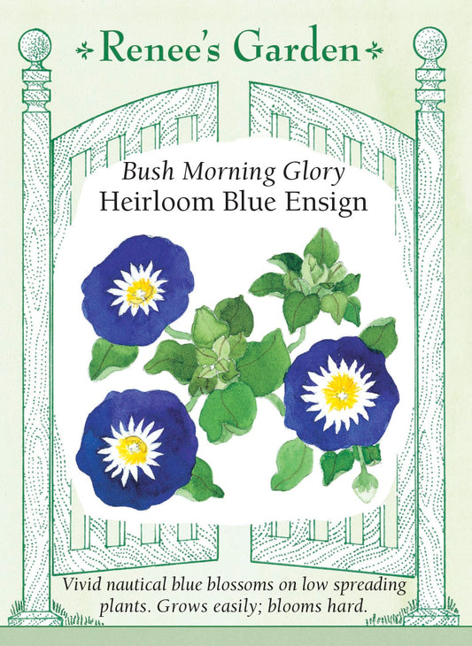 Bush Morning Glory - Heirloom Blue Ensign