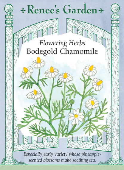 Flowering Herbs - Bodegold Chamomile