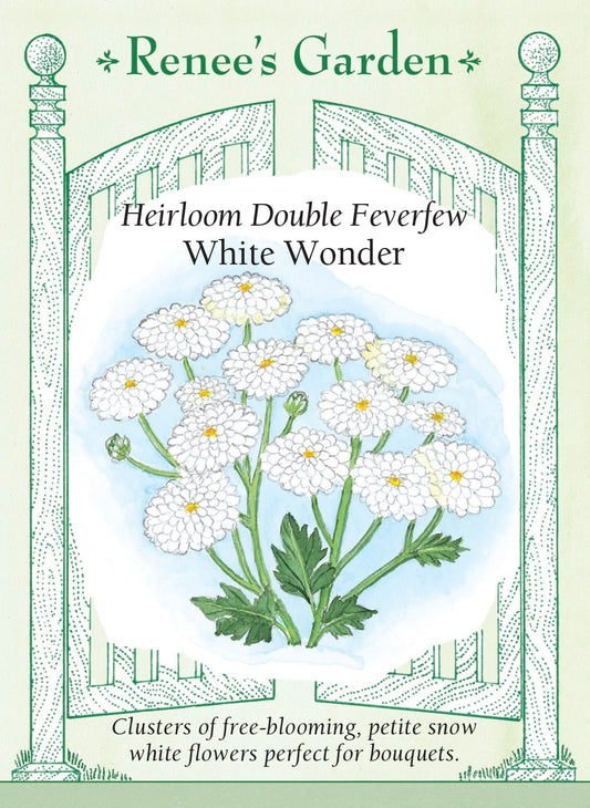 Heirloom Double Feverfew - White Wonder
