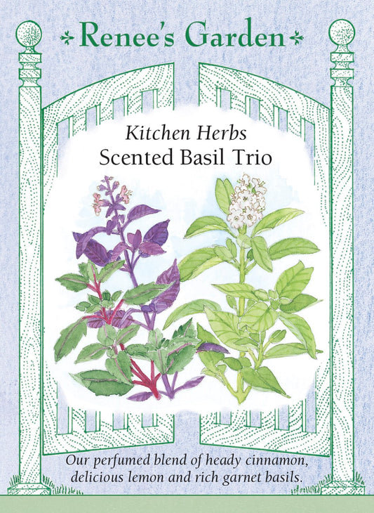 Kitchen Herbs - Scented Basil Trio