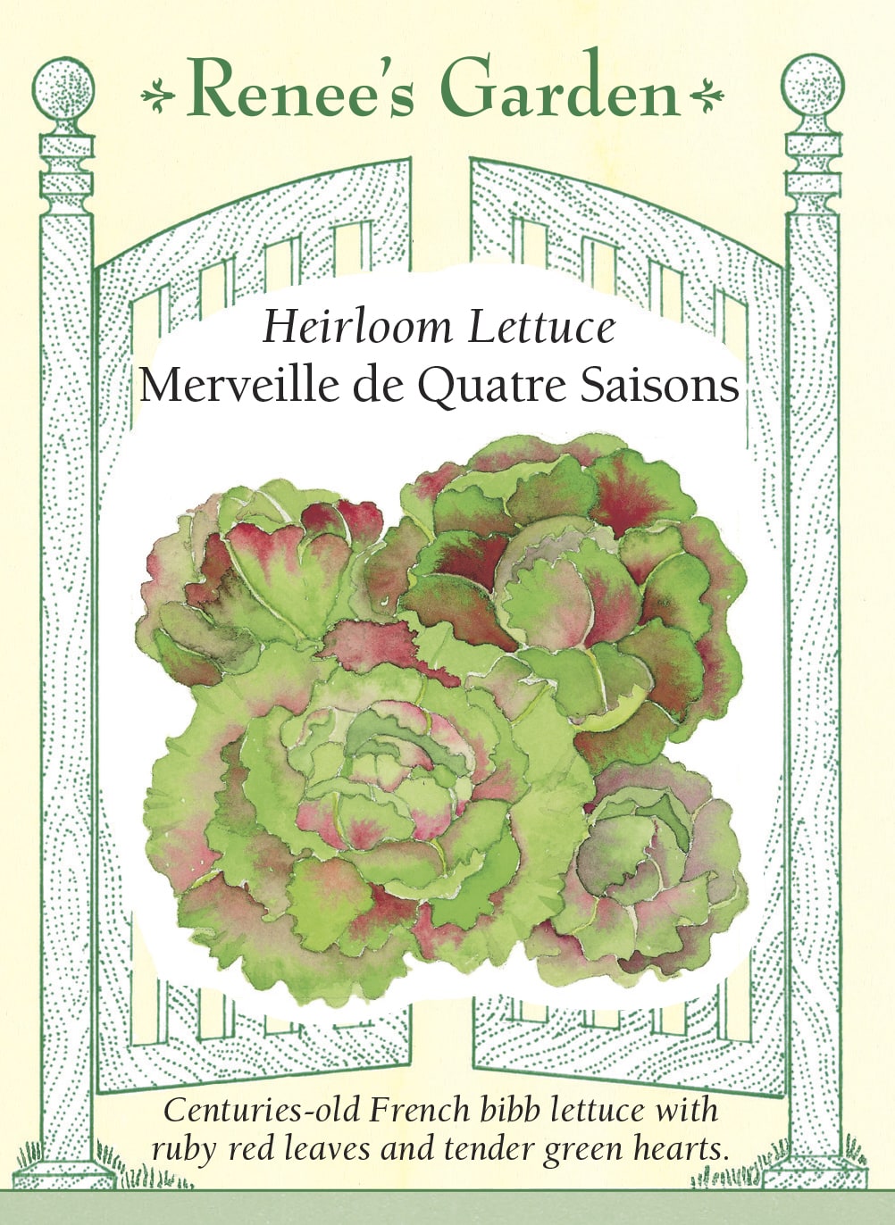 Heirloom Lettuce - Merveille De Quatre Saisons