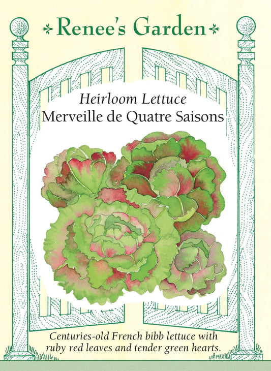 Heirloom Lettuce - Merveille De Quatre Saisons