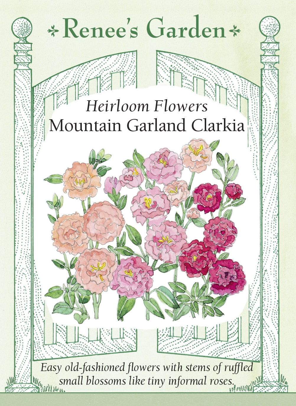 Heirloom Flowers - Mountain Garland Clarkia