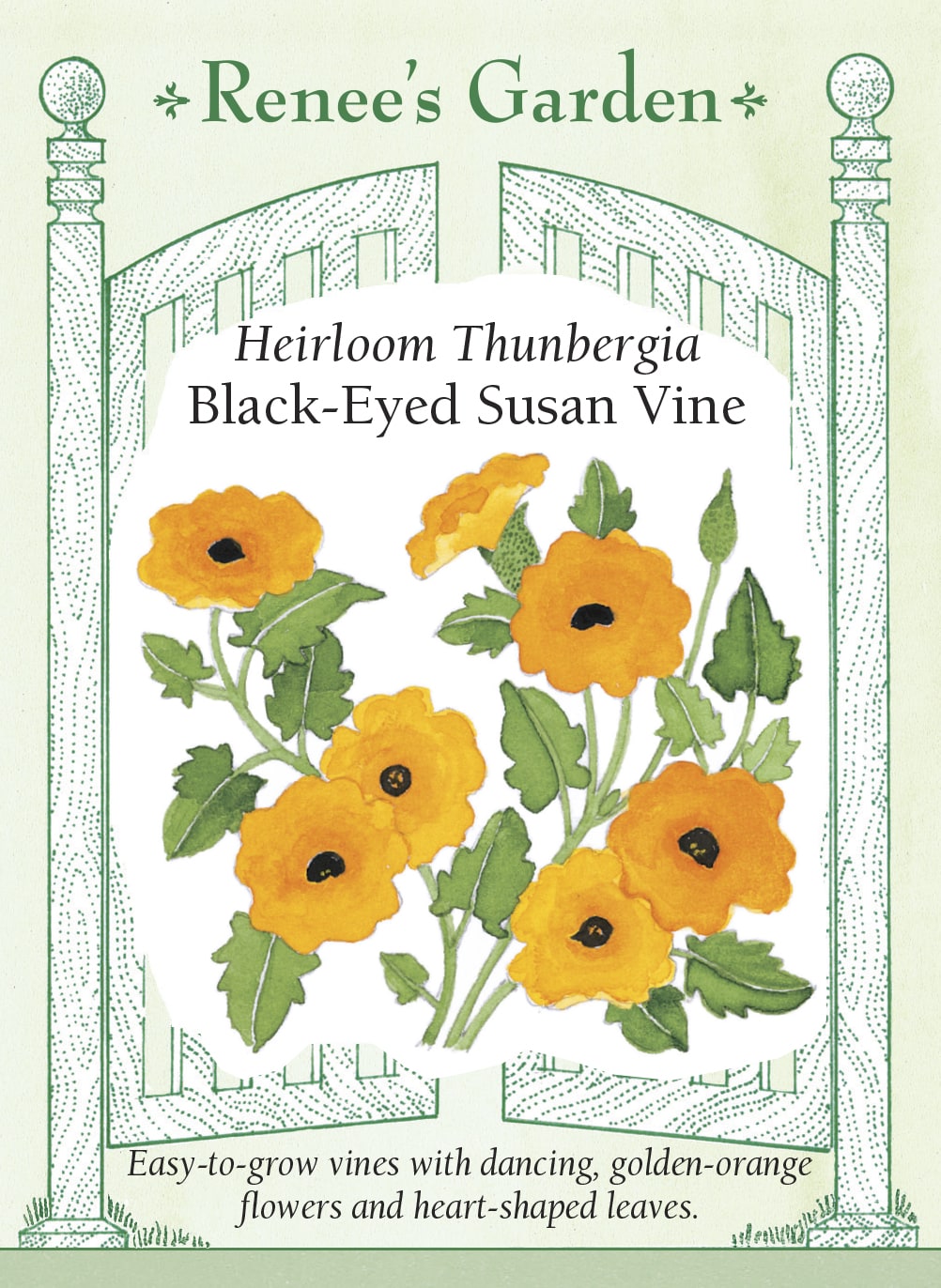 Heirloom Thunbergia - Black-Eyed Susan Vine