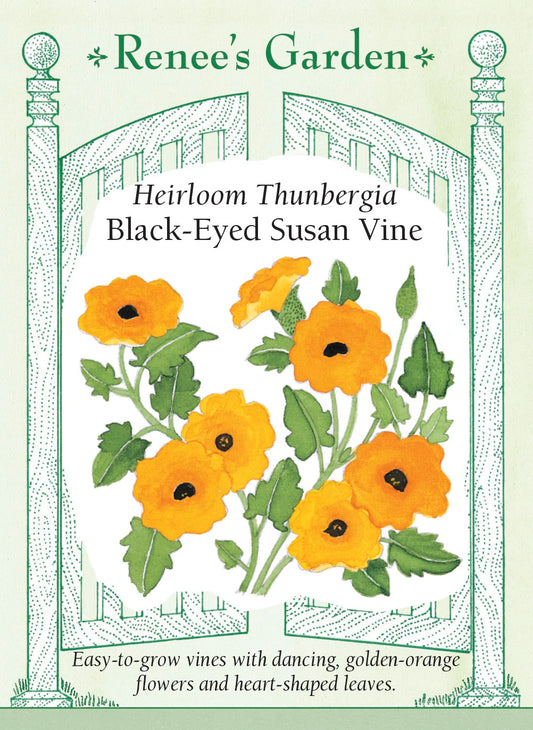 Heirloom Thunbergia - Black-Eyed Susan Vine