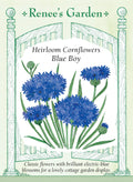 Heirloom Cornflowers - Blue Boy