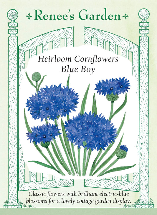 Heirloom Cornflowers - Blue Boy