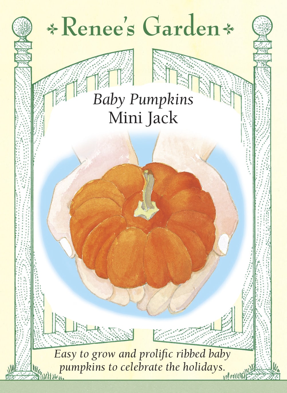 Baby Pumpkins - Mini Jack