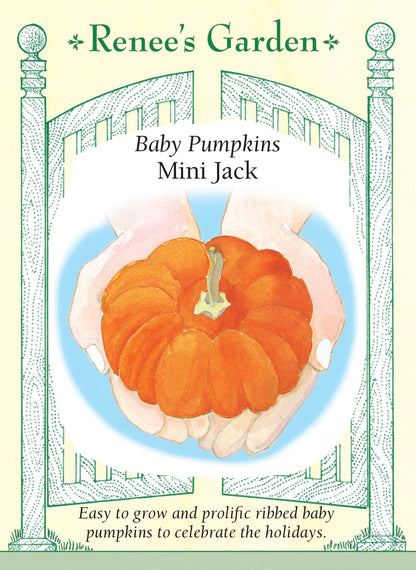 Baby Pumpkins - Mini Jack