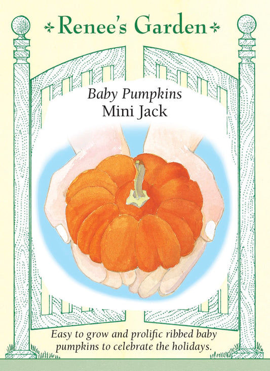Baby Pumpkins - Mini Jack