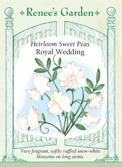 Heirloom Sweet Peas - Royal Wedding