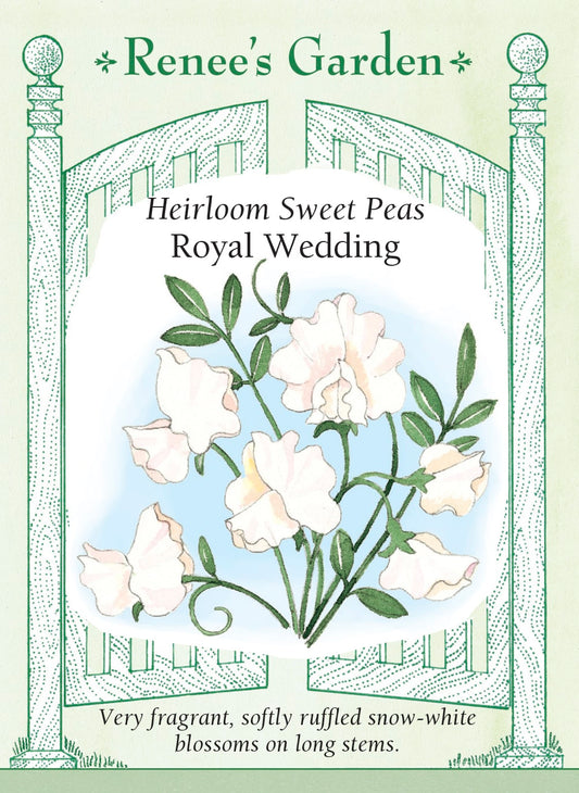 Heirloom Sweet Peas - Royal Wedding