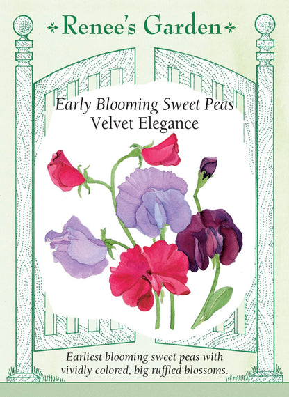 Early Blooming Sweet Peas - Velvet Elegance