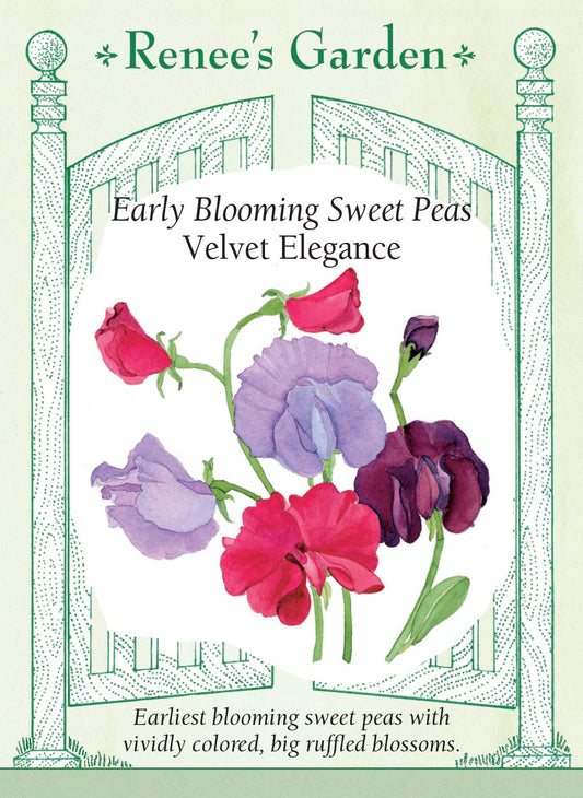 Early Blooming Sweet Peas - Velvet Elegance