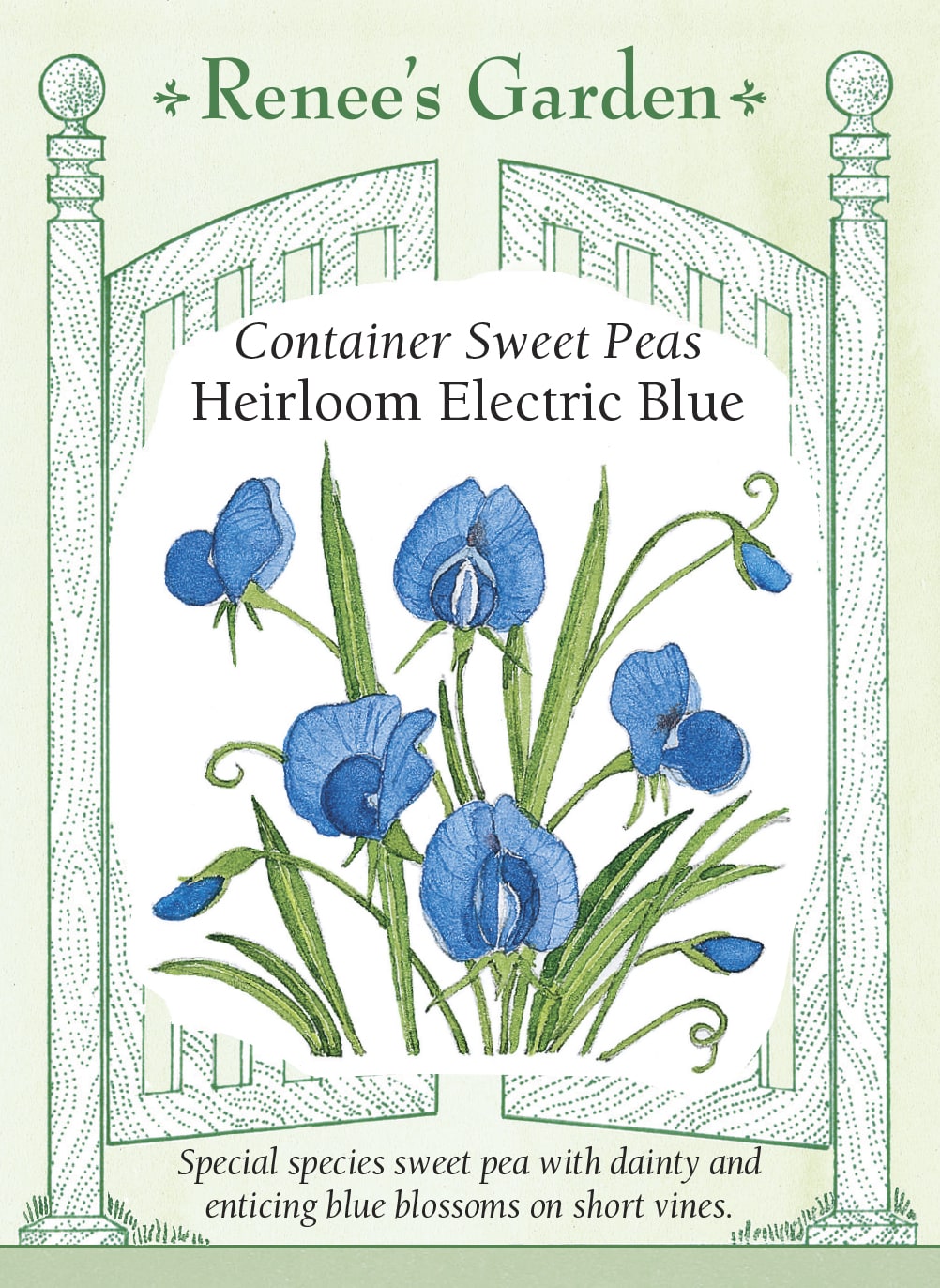 Container Sweet Peas - Electric Blue