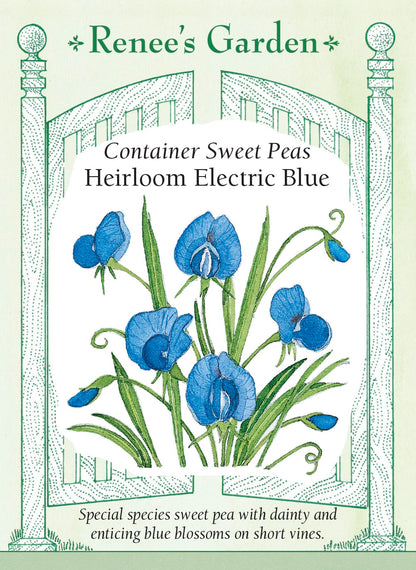 Container Sweet Peas - Electric Blue