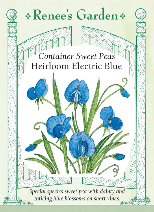 Container Sweet Peas - Electric Blue