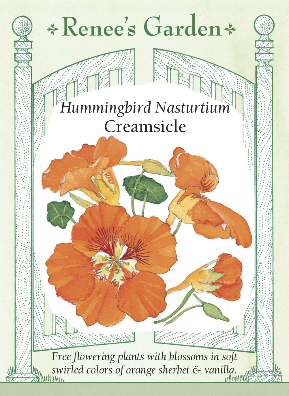Hummingbird Nasturtiums - Creamsicle