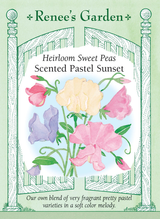 Heirloom Sweet Peas - Scented Pastel Sunset