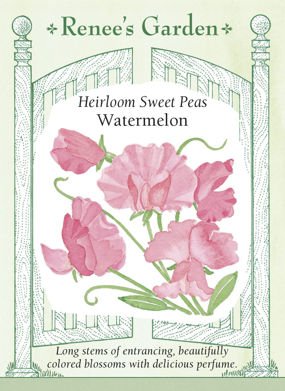 Heirloom Sweet Peas - Watermelon