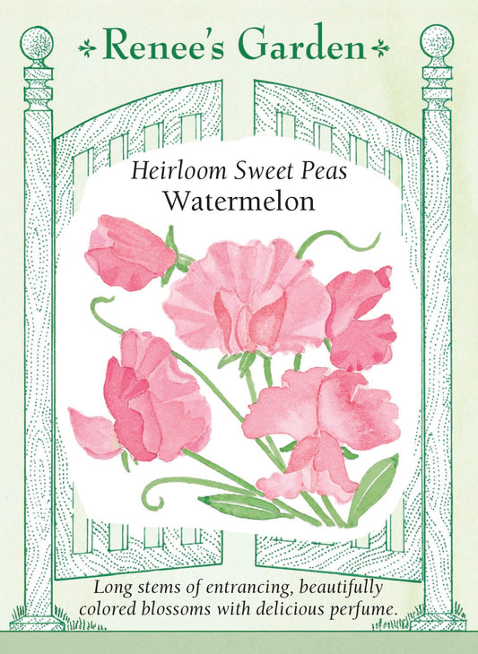 Heirloom Sweet Peas - Watermelon