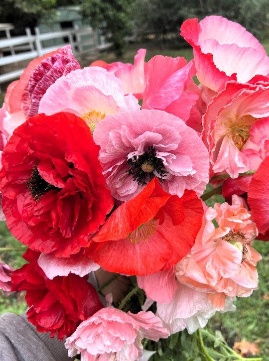 Shirley Poppies - Angels' Choir