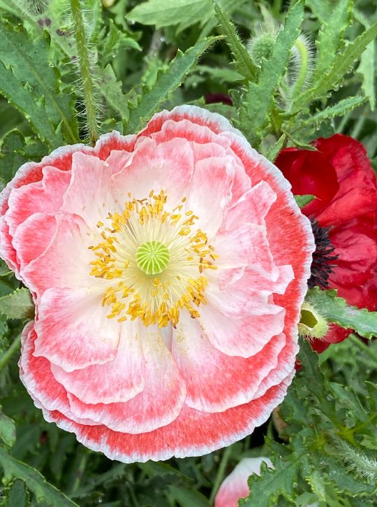 Shirley Poppies - Angels' Choir