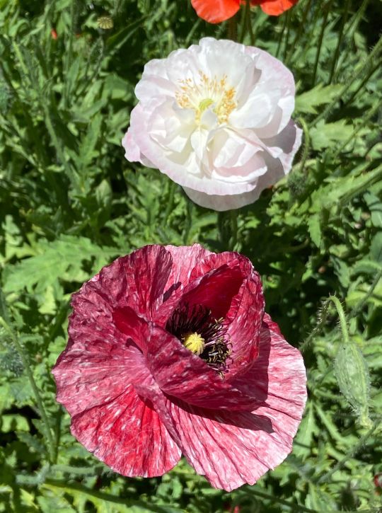 Shirley Poppies - Angels' Choir