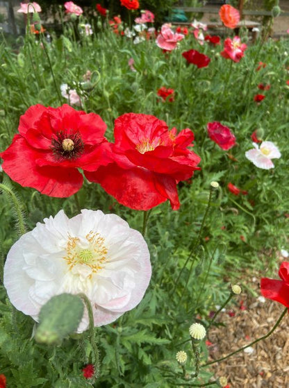 Shirley Poppies - Angels' Choir