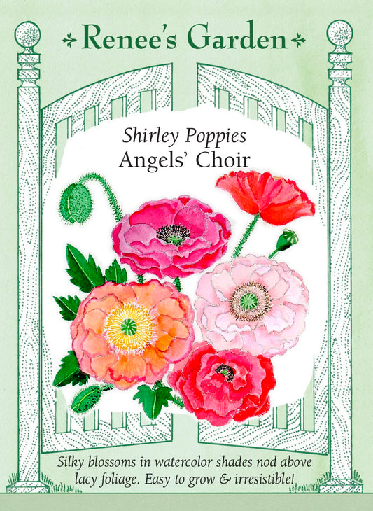Shirley Poppies - Angels' Choir