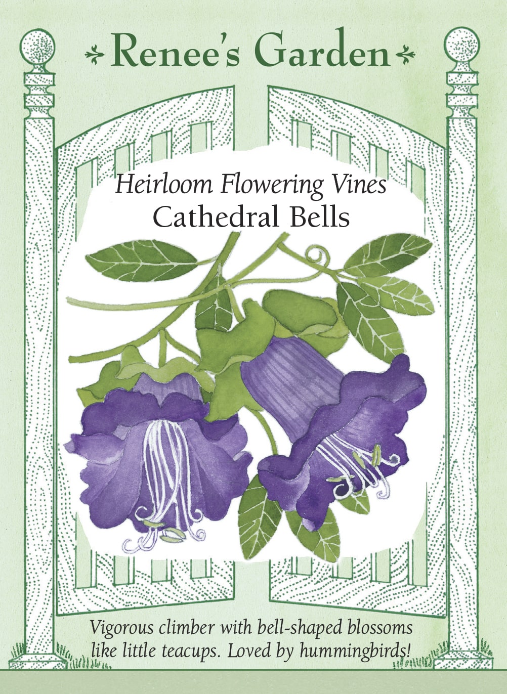Heirloom Flowering Vines - Cathedral Bells