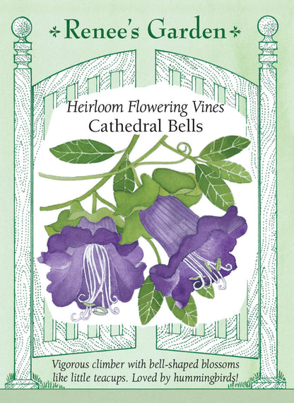 Heirloom Flowering Vines - Cathedral Bells