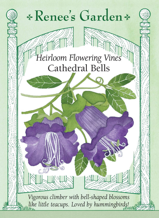 Heirloom Flowering Vines - Cathedral Bells