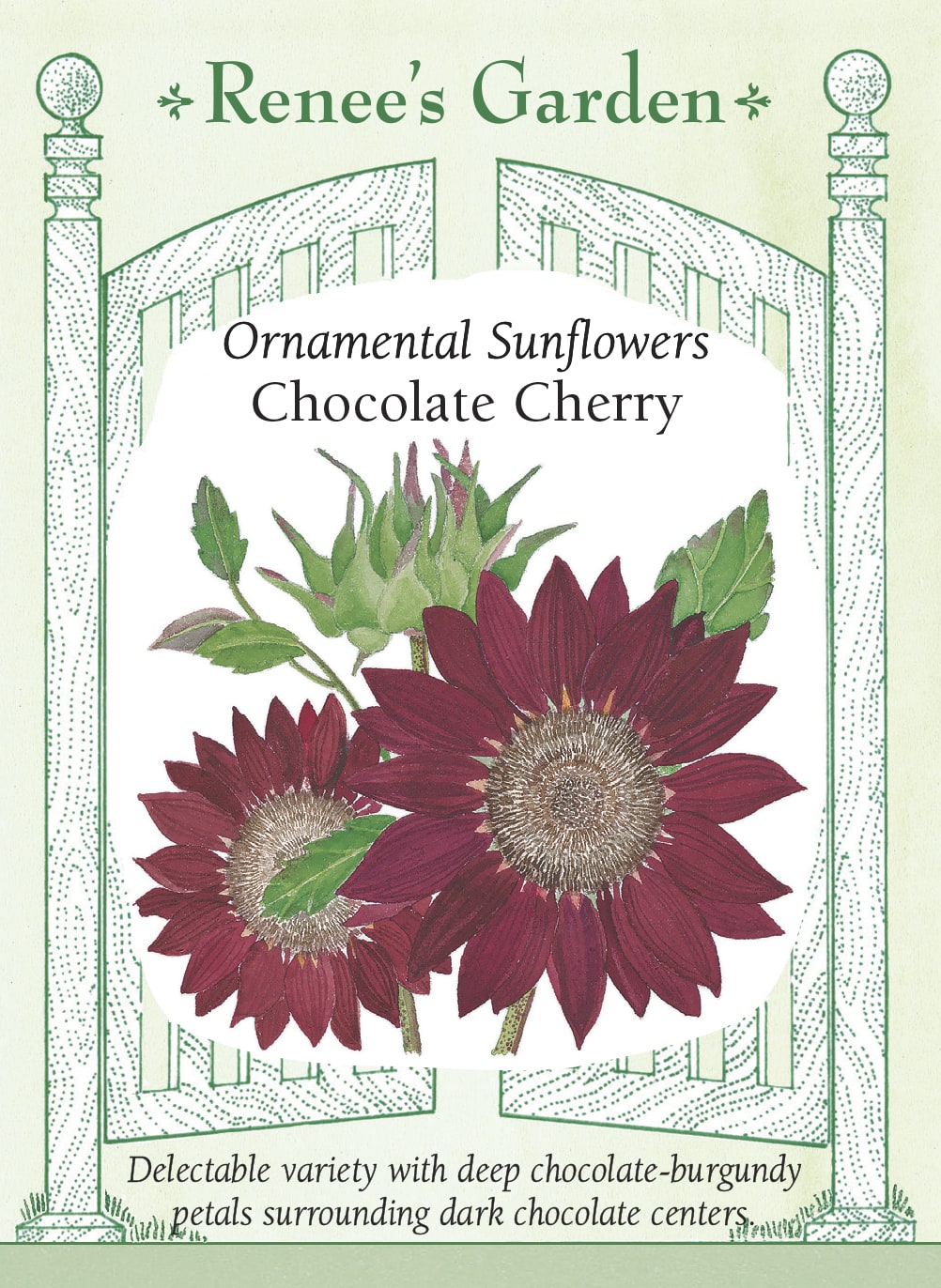 Ornamental Sunflowers - Chocolate Cherry
