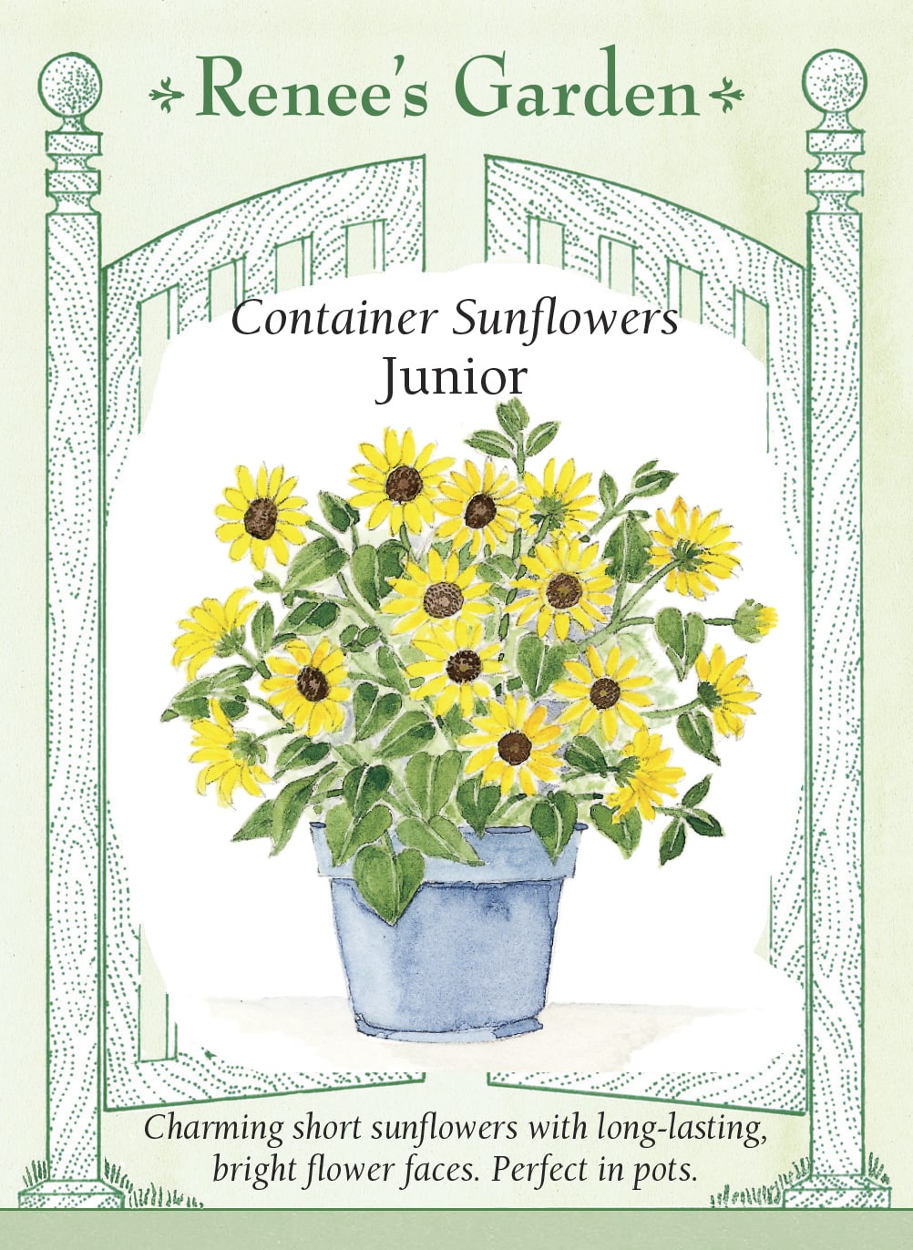 Container Sunflowers - Junior