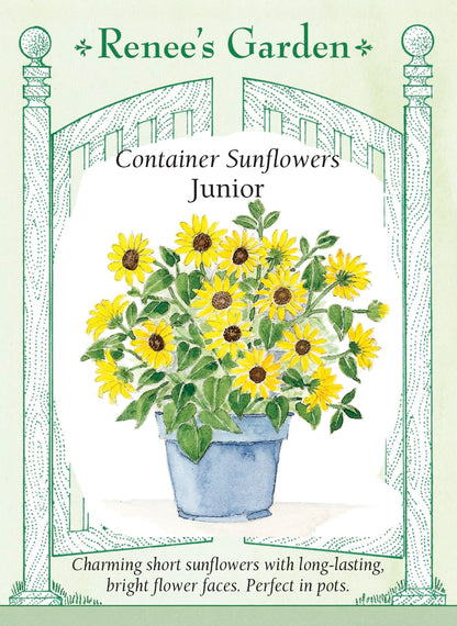 Container Sunflowers - Junior
