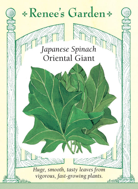 Japanese Spinach - Oriental Giant