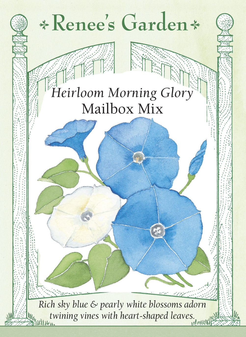 Heirloom Morning Glory - Mailbox Mix