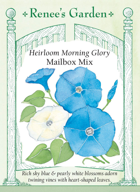 Heirloom Morning Glory - Mailbox Mix