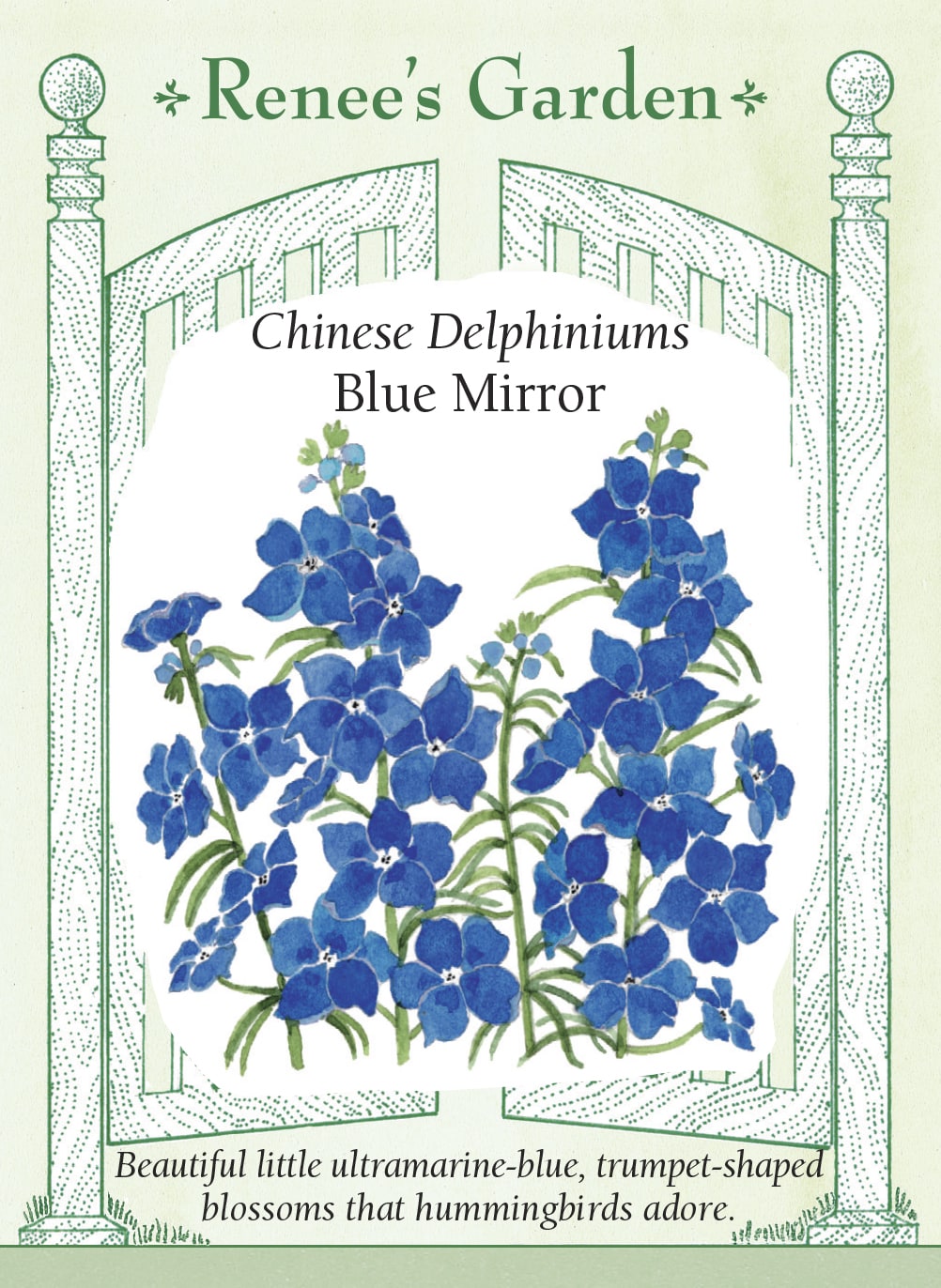 Chinese Delphiniums - Blue Mirror