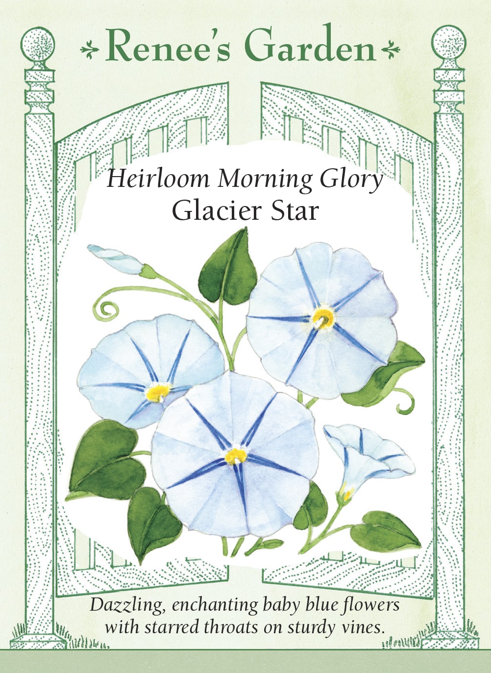 Heirloom Morning Glory - Glacier Star