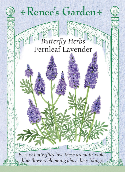 Butterfly Herbs - Fernleaf Lavender